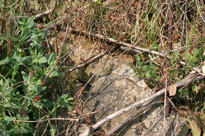 Habitat at Birdbrook